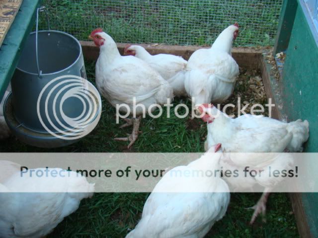 DSC02654.jpg