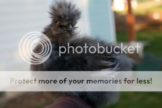 02-10Chickens0003.jpg