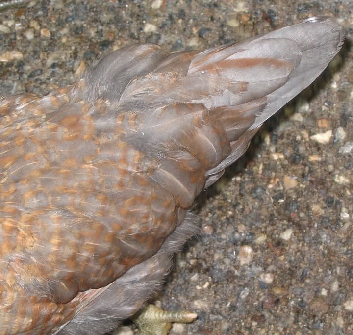 GreywingTail.jpg