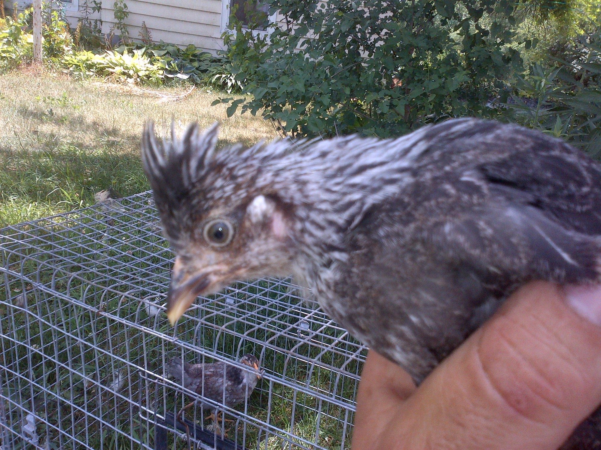 200x200px-ZC-3f6eee9d_Bjarthur20crested.jpeg