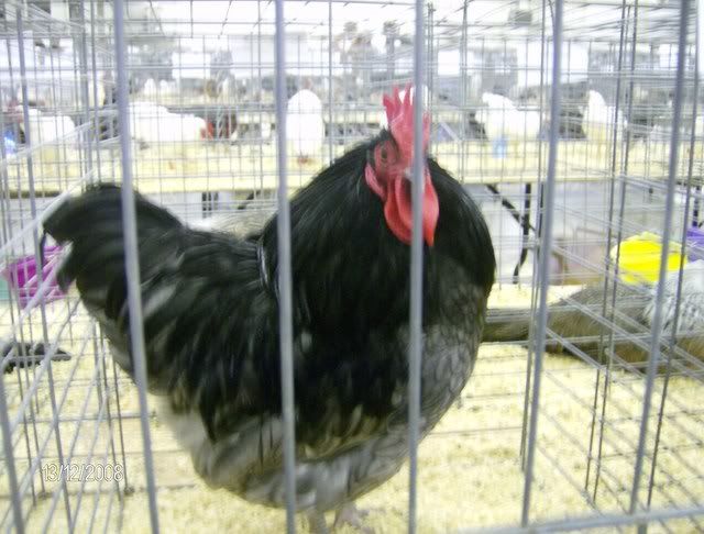 StocktonShow1-12-08043.jpg