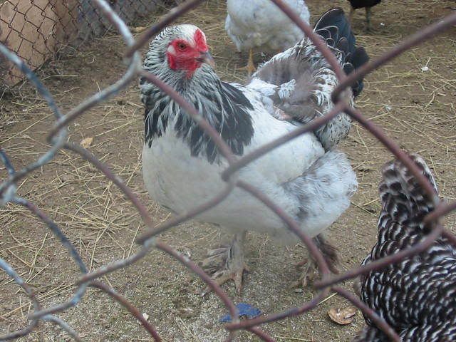 hens006.jpg