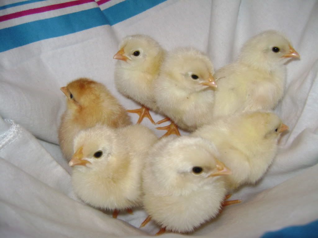 1lpoockchicks.jpg