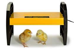ecoglow%20with%20chicks%20web.jpg