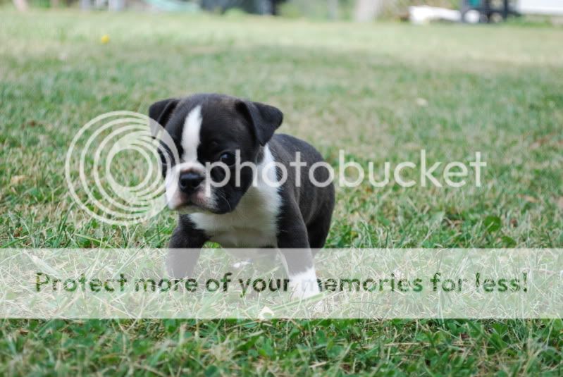 puppies052.jpg