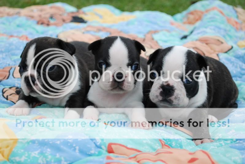 zoopicsandpuppypics526.jpg