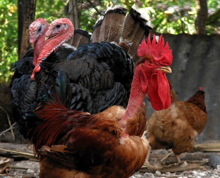Naked_Neck_rooster_and_Turkeys.jpg