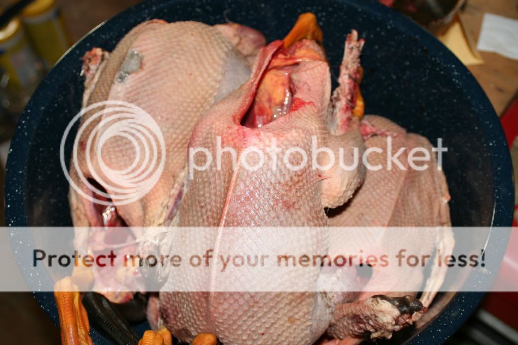 pluckedgoose.jpg
