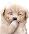 loldog.gif
