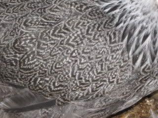 IMG_6338.jpg