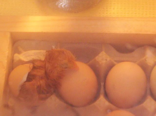 Babychickalltherestoffcamera400.jpg