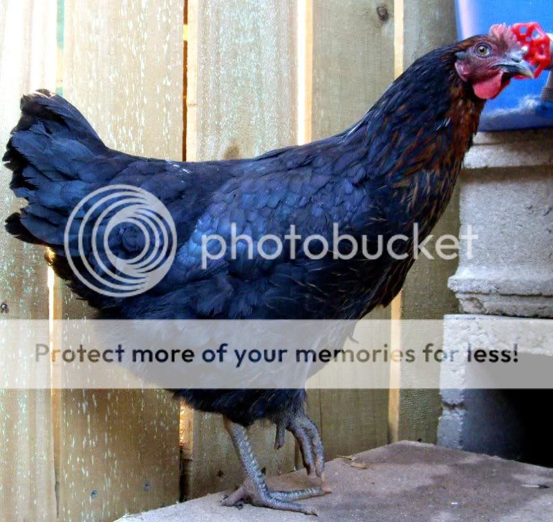 Bessie.jpg