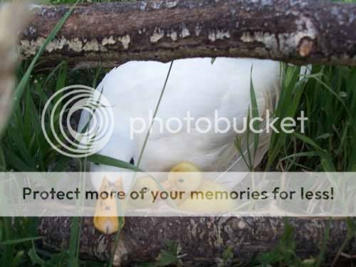 bbayducks1.jpg