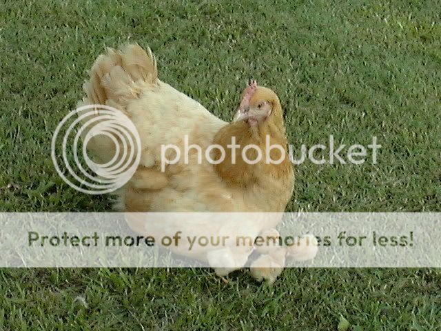 Bessiewith1stchicks5.jpg