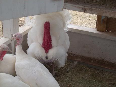 turkeypictures003.jpg