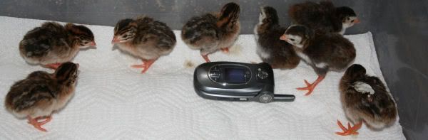 keets1.jpg