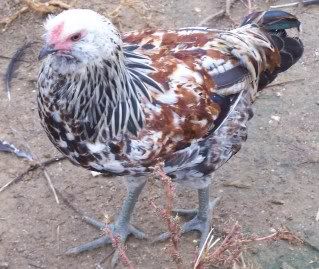 roosters022.jpg