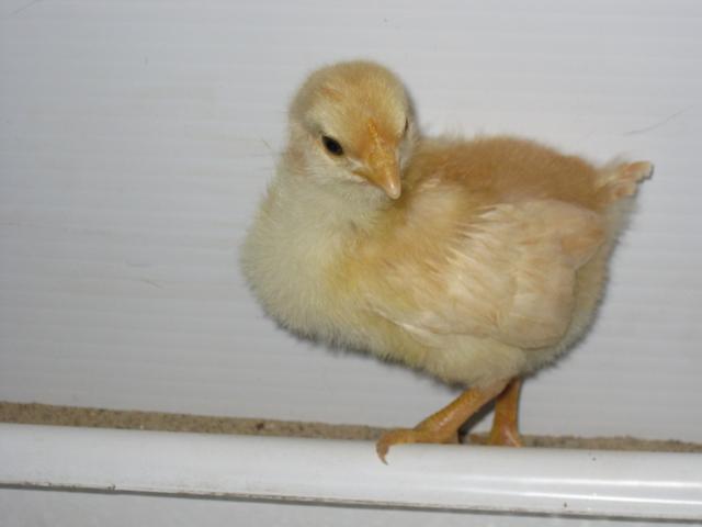 900x900px-LL-23f0960e_105574_astrid.jpeg