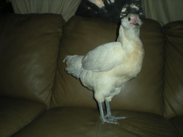 puppiescoopchickens024.jpg