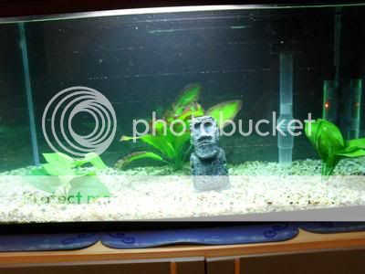 Newtank026.jpg