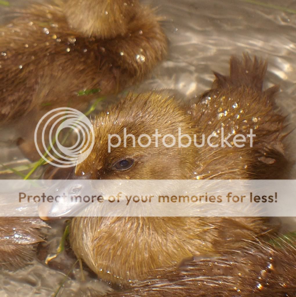 Duckies015.jpg