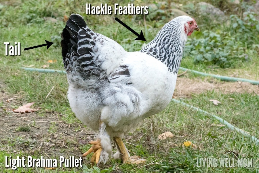 brahma-pullet.jpg