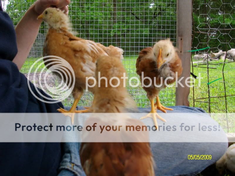 Chicksday25016.jpg