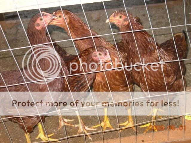 RIRpullets.jpg