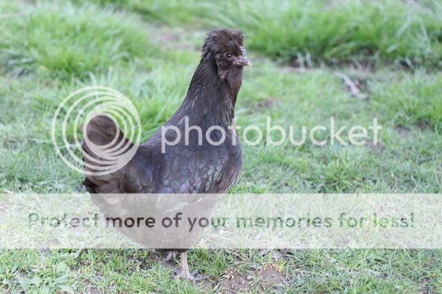 chickens0018.jpg