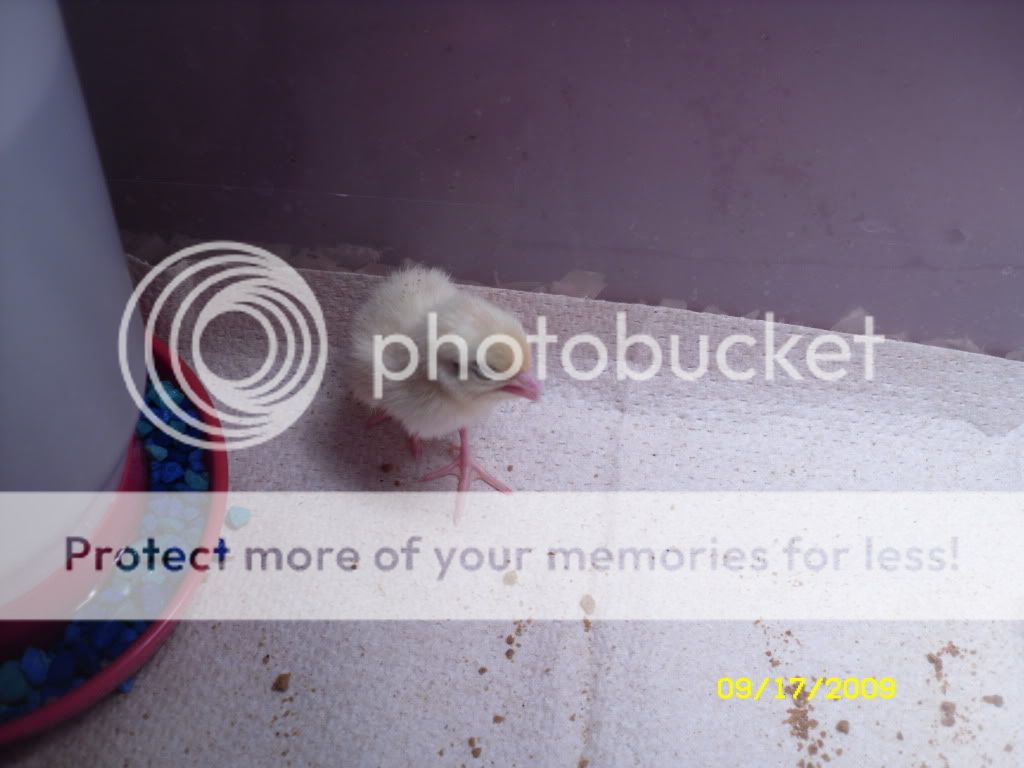 SDC10231.jpg