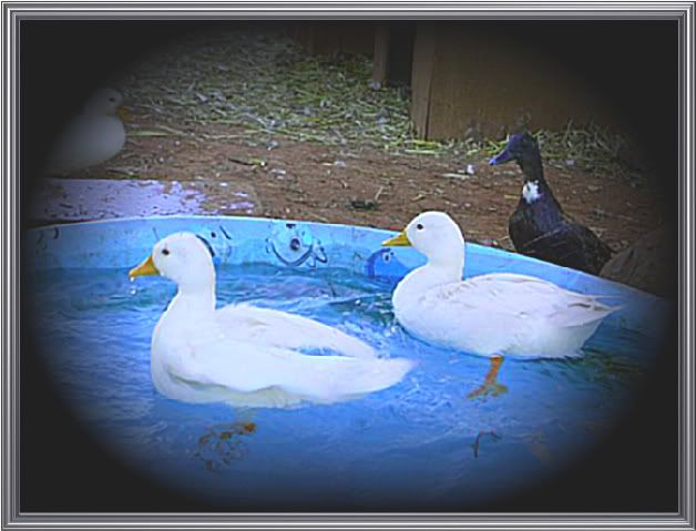 Ducks-2.jpg