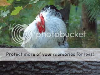 September252010045.jpg