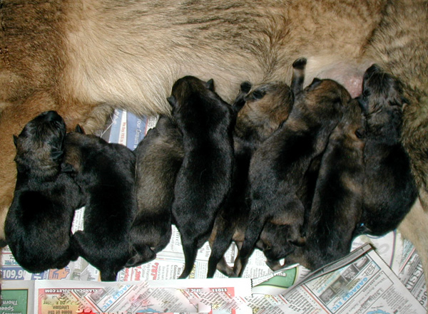 Newborn_5%20MA%204%20FE-%20DOB%204.7.10_600w.jpg