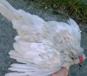dominantwhitesilverquail.jpg