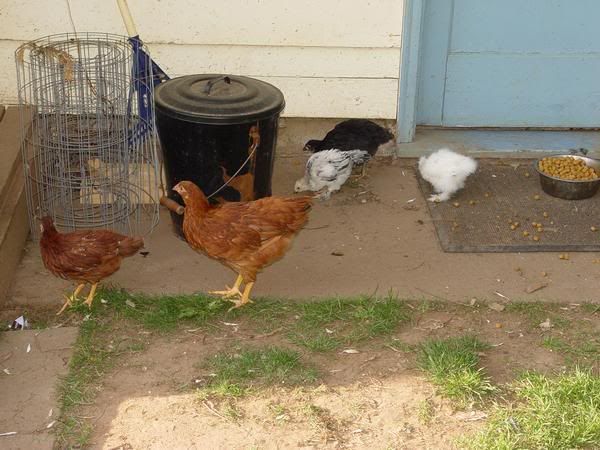 chickens2.jpg