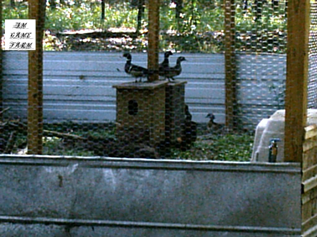 BIRDS165.jpg