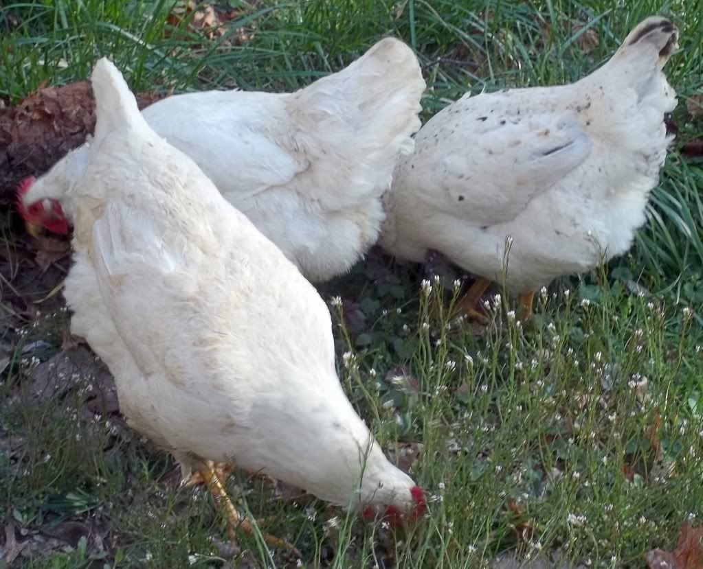 hens1.jpg