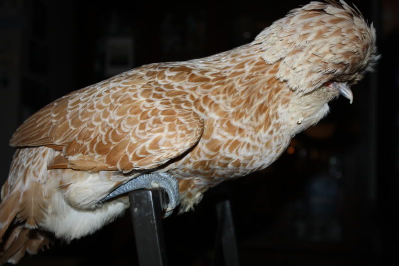 Newchikens006.jpg