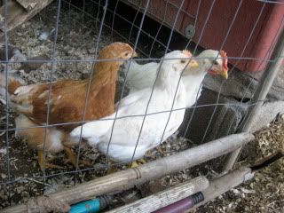 IMG_1463-1.jpg
