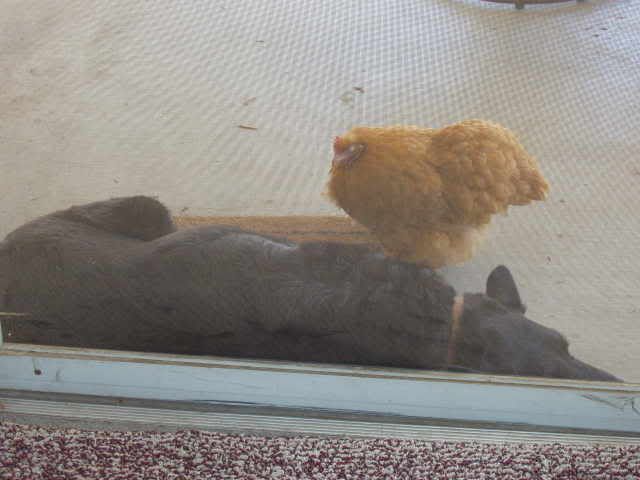 Chickens148.jpg