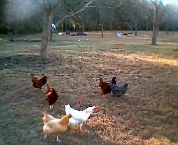 Myhens.jpg