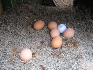 IMG_0651.jpg
