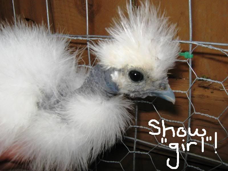 showgirl.jpg