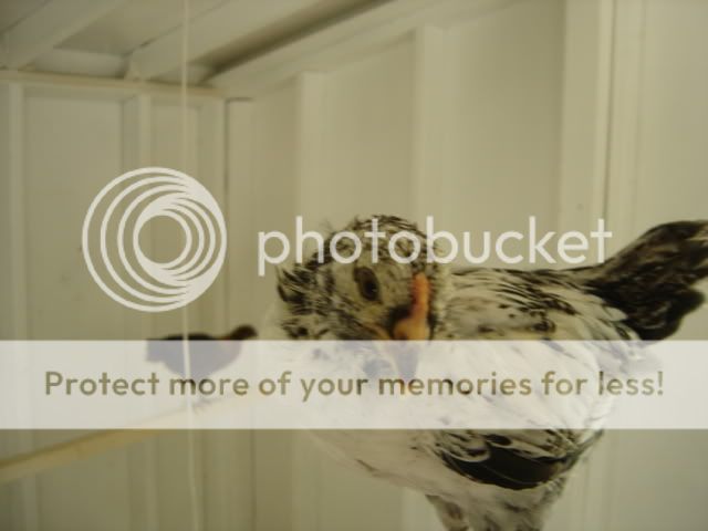 chickschickenscoopflowers126.jpg