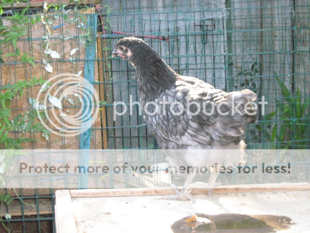 NewChickensAugust8th2010041.jpg