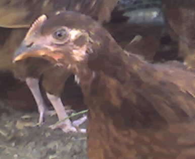 chick2.gif