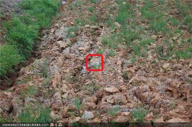 hiddencatinfield.jpg