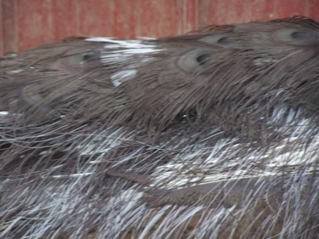 peafowl061.jpg