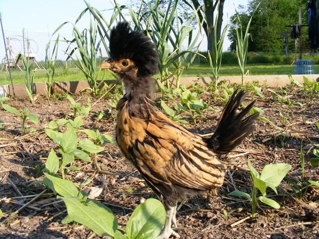 Chicksandothers016.jpg