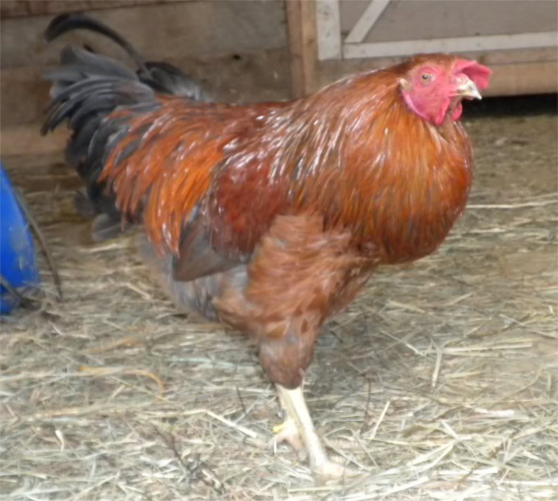 Rooster2.jpg